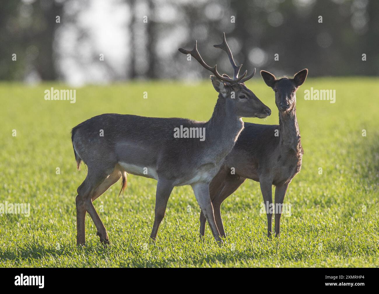 Il daino incolto ( Dama dama ) con grandi palchi e la sua femmina. Contro i coltivatori di frumento invernale. Suffolk, Regno Unito Foto Stock