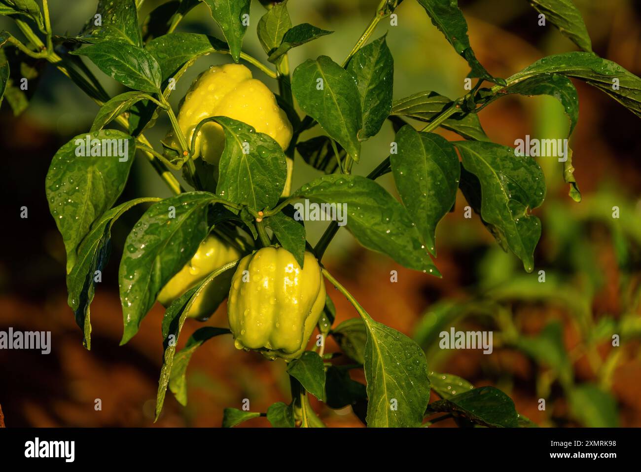 Peperoni ripieni coltivati in giardino Foto Stock