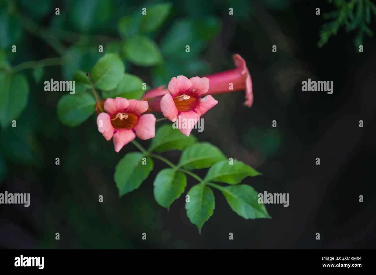 Fiori di tromba selvatica (Campsis radicans), North Carolina, Stati Uniti Foto Stock
