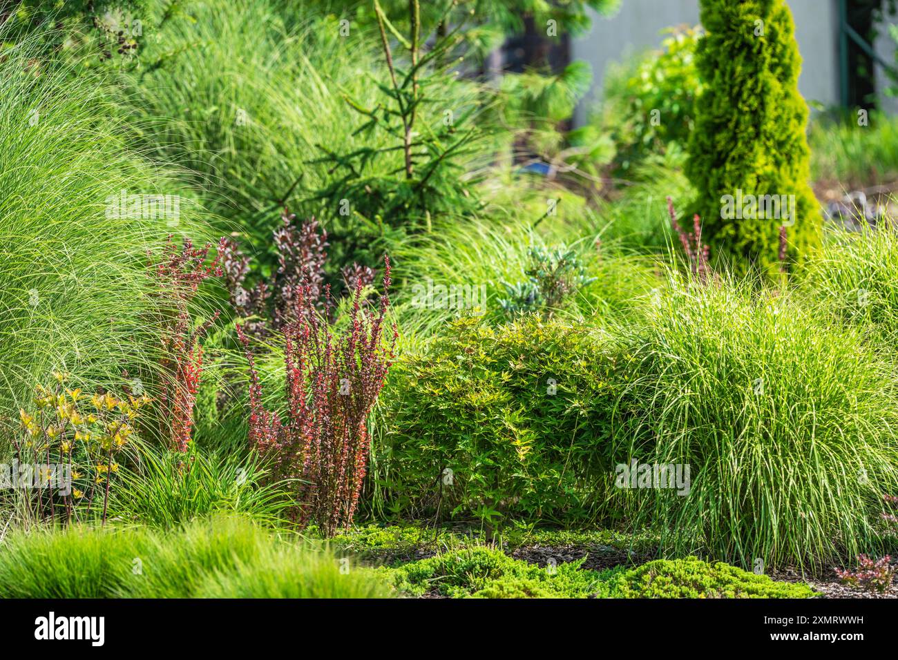 Un vivace giardino presenta una varietà di erbe verdi lussureggianti e piante colorate. Il verde prospera sotto la luce del sole, creando un ambiente sereno e tranquillo Foto Stock