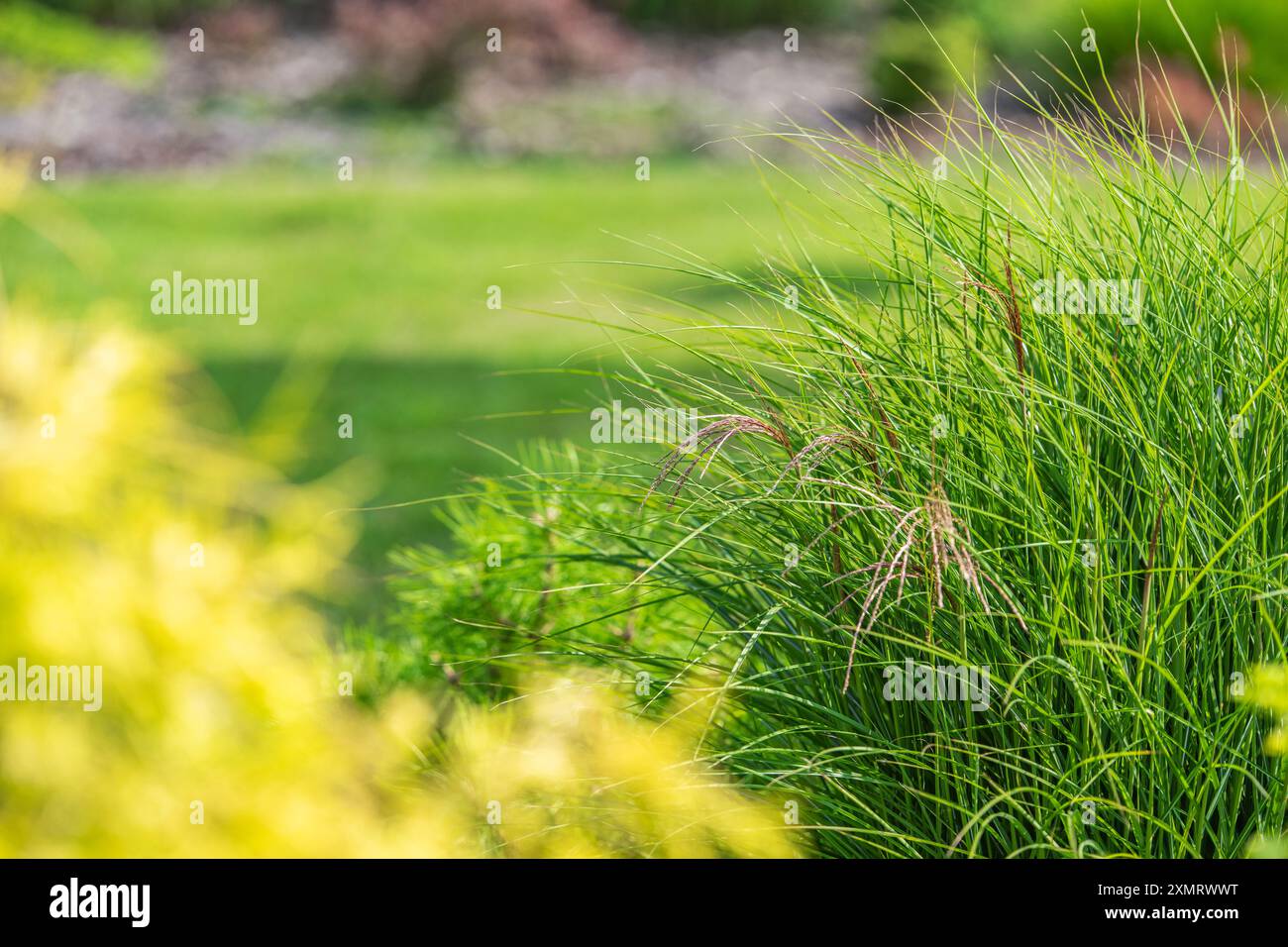Le delicate lame di erba verde oscillano delicatamente in un giardino sereno pieno di fogliame vibrante. La vegetazione lussureggiante mette in mostra la bellezza dei primi spr Foto Stock