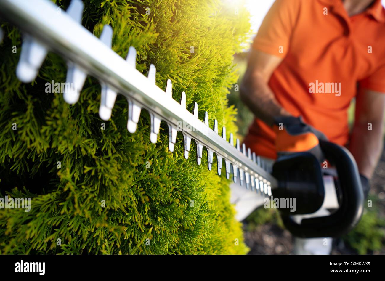 Una persona con una camicia arancione utilizza un tagliasiepi elettrico per modellare una siepe verde lussureggiante. Il sole splende luminoso, creando un'atmosfera calda. L'indiv Foto Stock