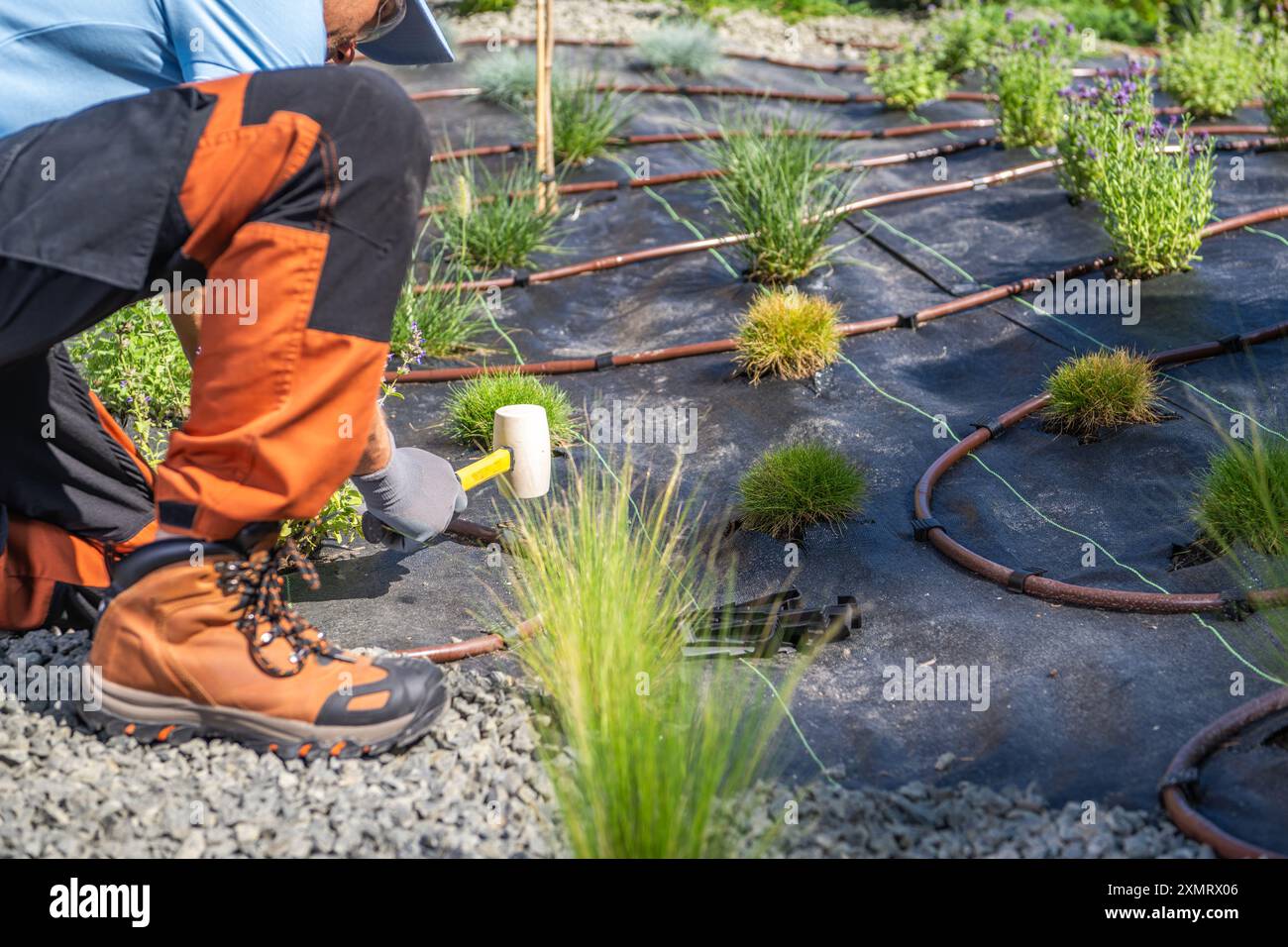 Un giardiniere si inginocchia sulla ghiaia, installando con cura tubi di irrigazione a goccia tra il verde appena piantato. Il sole caldo illumina l'attività, evidenziare Foto Stock