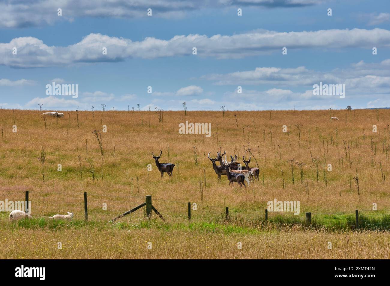 Daini a Panpunton Hill, Shropshire, vicino a Knighton, Galles Foto Stock