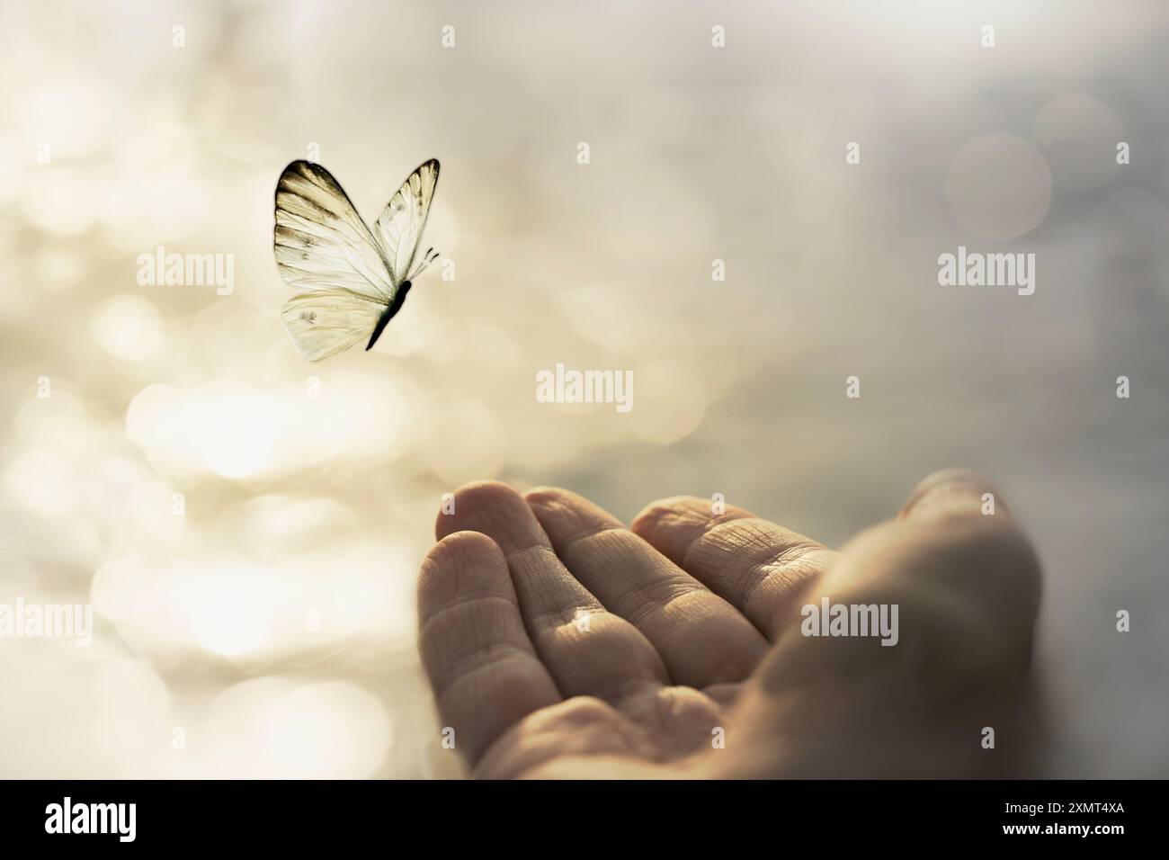 mani che incontrano una farfalla nel cielo, concetto di libertà Foto Stock