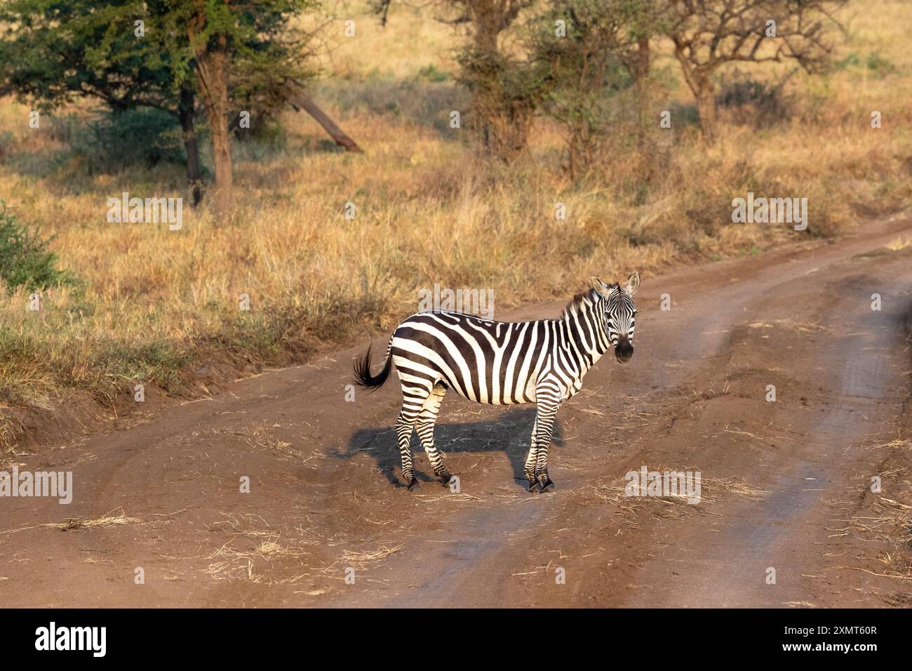 Tanzania, Africa Foto Stock