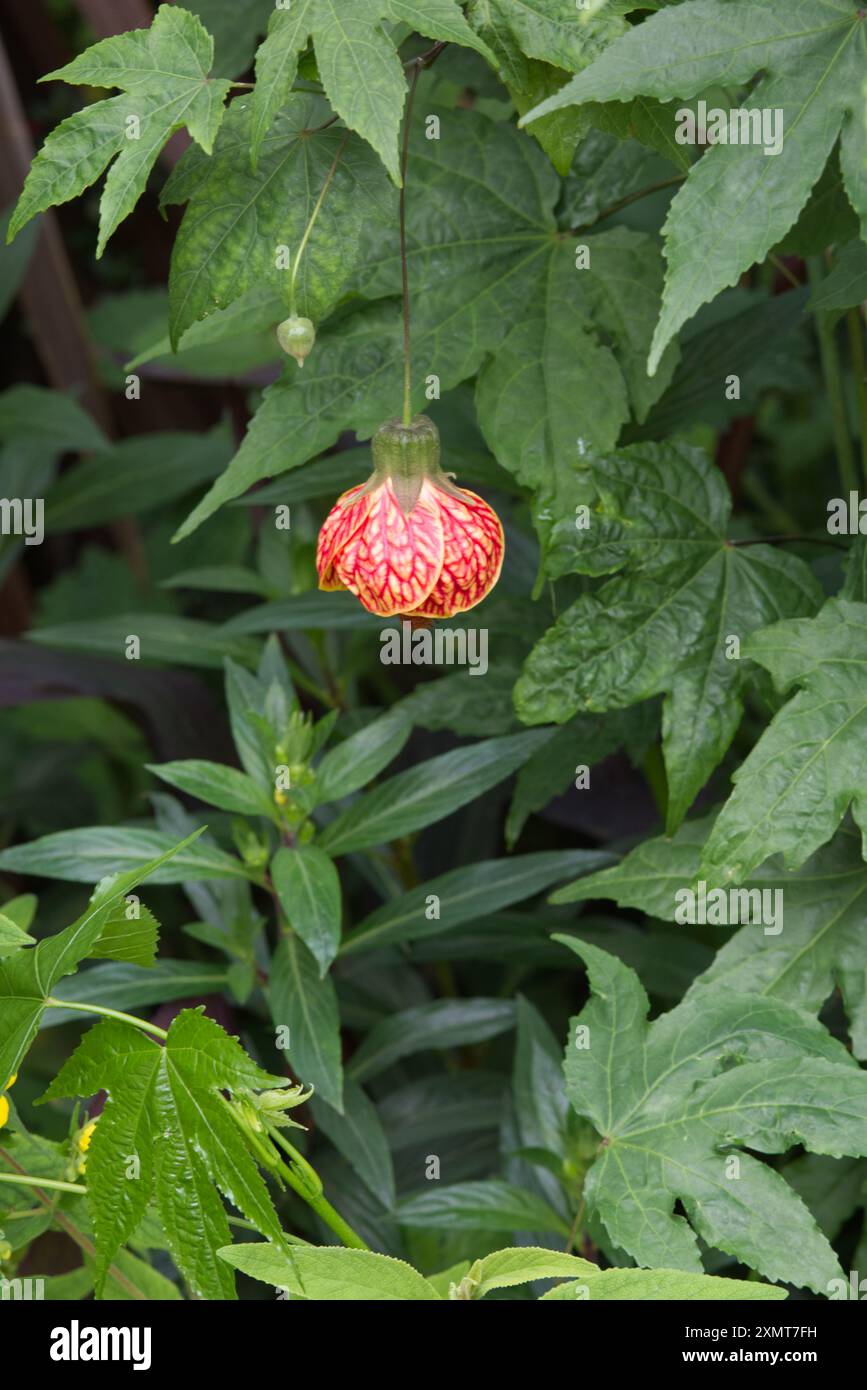 Abutilon striatum, vena rossa, malva indiana Foto Stock