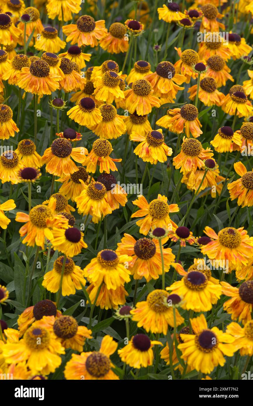 Rudbeckia fulgida "Goldsturm" Black Eyed Susan Foto Stock
