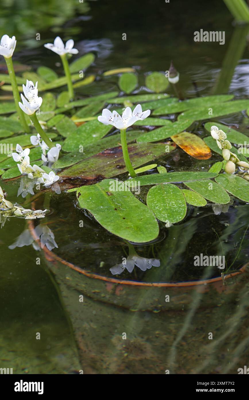 Capo Pondweed, biancospino, Aponogeton distachyus Foto Stock