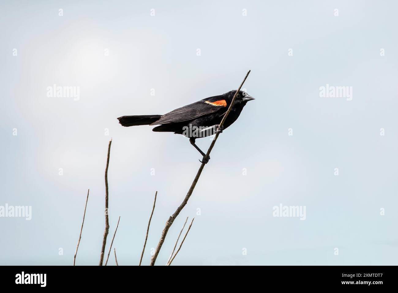 Un uccello nero rosso maschio isolato su uno sfondo blu del cielo, foto scattata dal basso Foto Stock