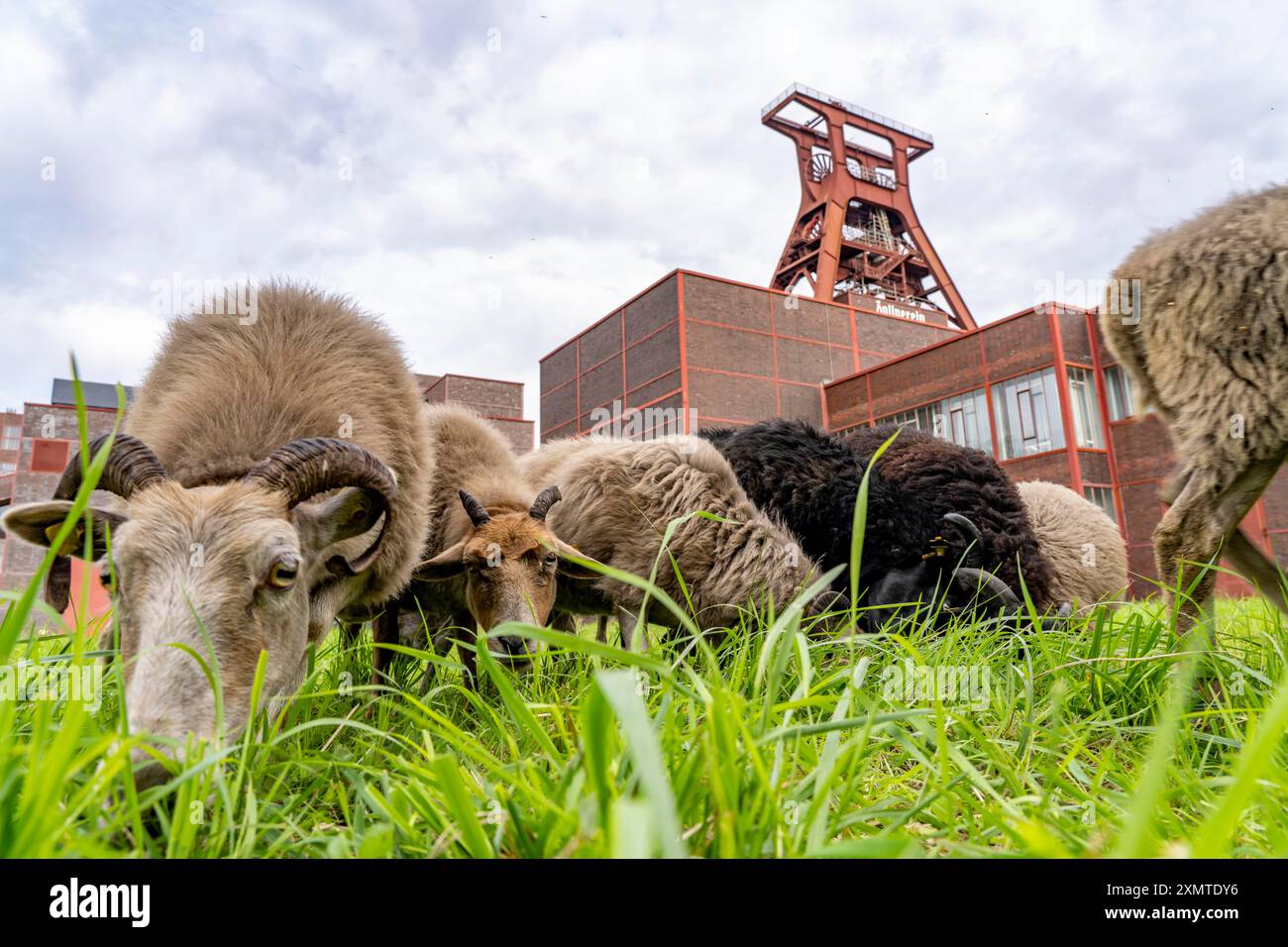 Le pecore del complesso industriale Zollverein Coal Mine Industrial Complex per la prima volta, 12 pecore Heidschnucken e Drenther Heideschafe pascoleranno sul Worl UNESCO Foto Stock