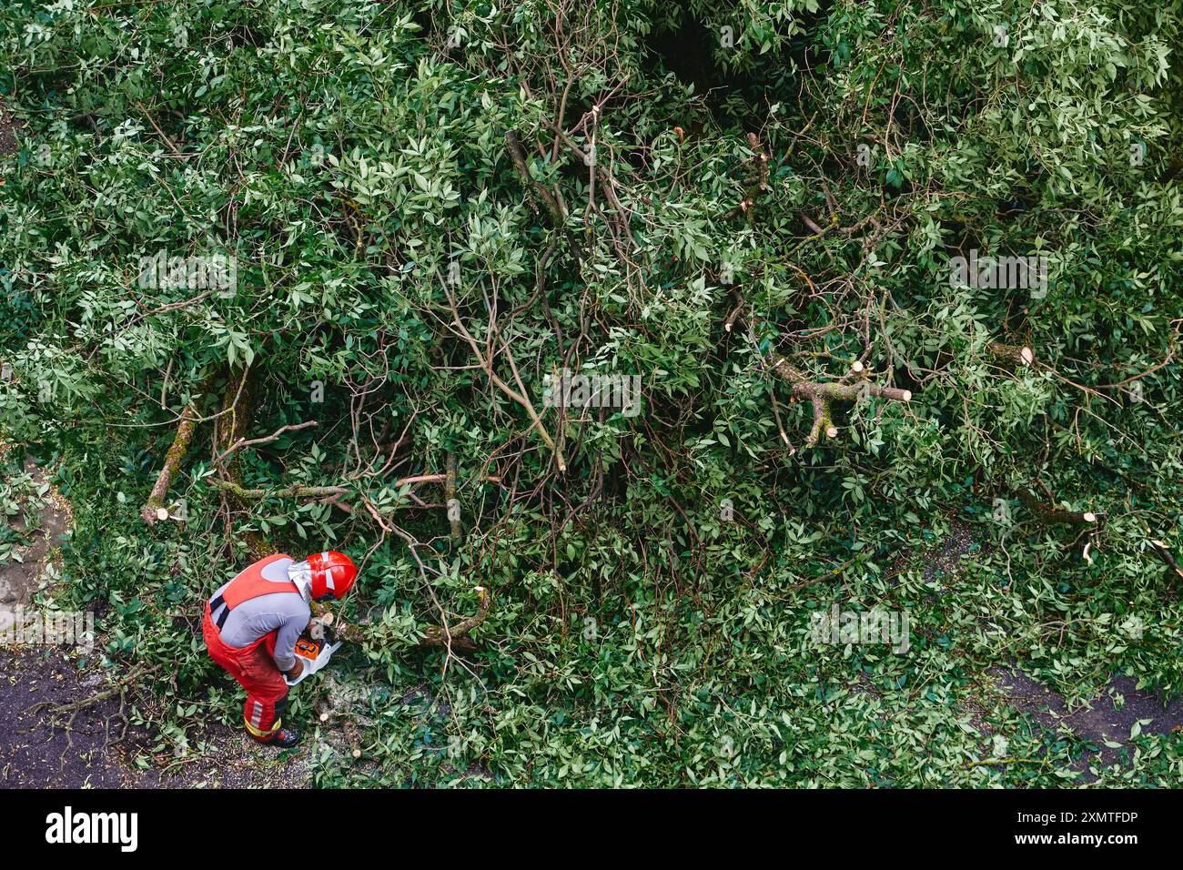 Il soccorritore affronta le conseguenze dell'uragano e abbatte un albero caduto. Foto Stock