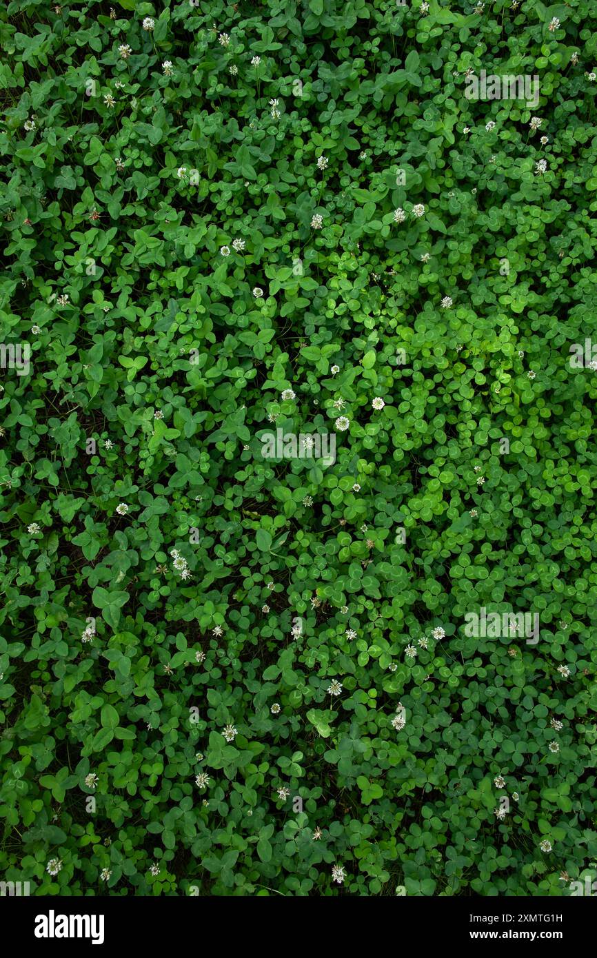 Scopri la bellezza della natura con questa vivace immagine in trifoglio verde, perfetta per sfondi, texture e progetti di design. Aggiungi un tocco di freschezza a Foto Stock