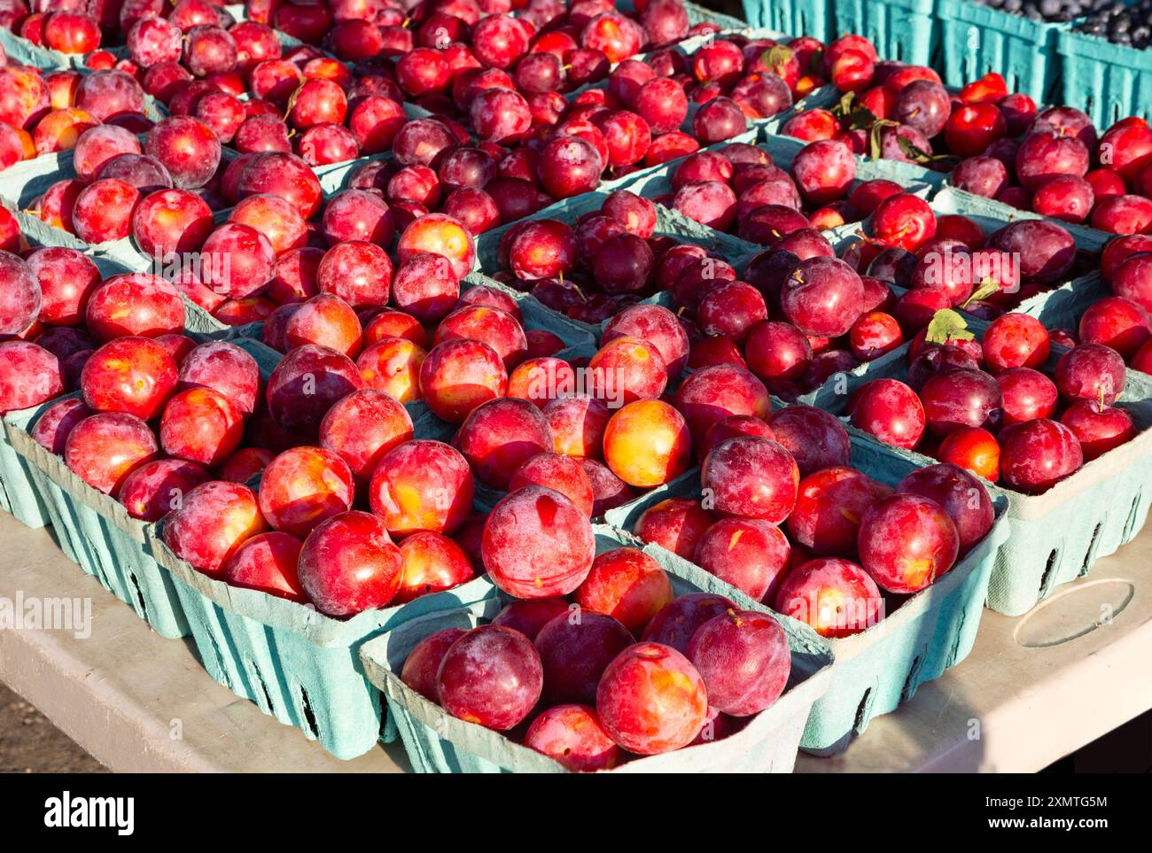 Prugne rosse crude fresche e sane in contenitori di colore verde chiaro presso un mercato locale all'aperto Foto Stock