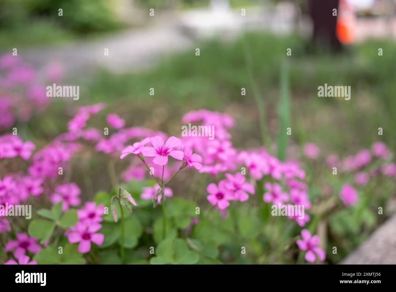 Fiore di Sorrel Pink Wood Growing in Giappone, Tokyo Park. Foto Stock
