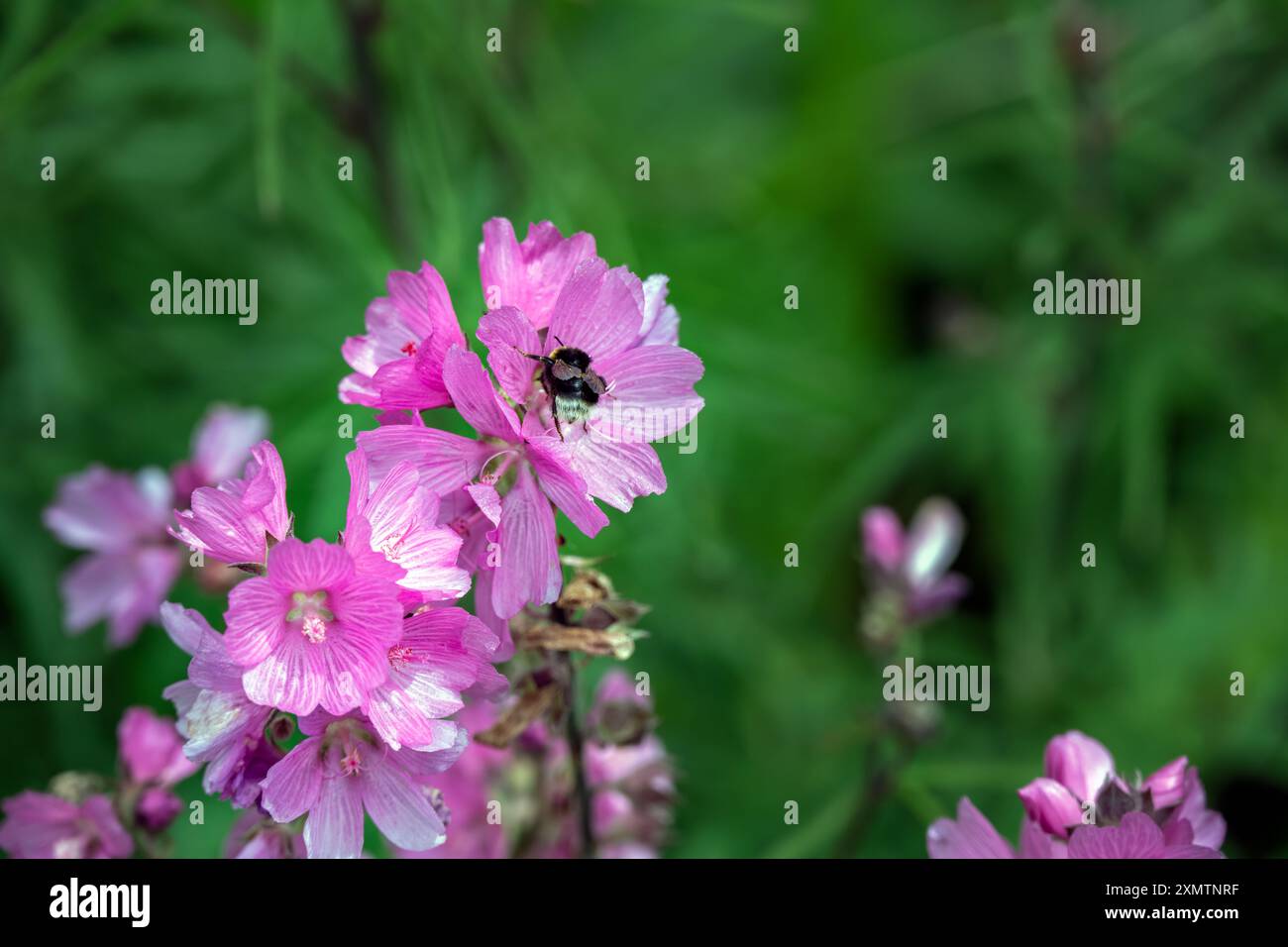 Primo piano di Malva thuringiaca rosa o di fiori di lavatera con un bombiere in estate Foto Stock