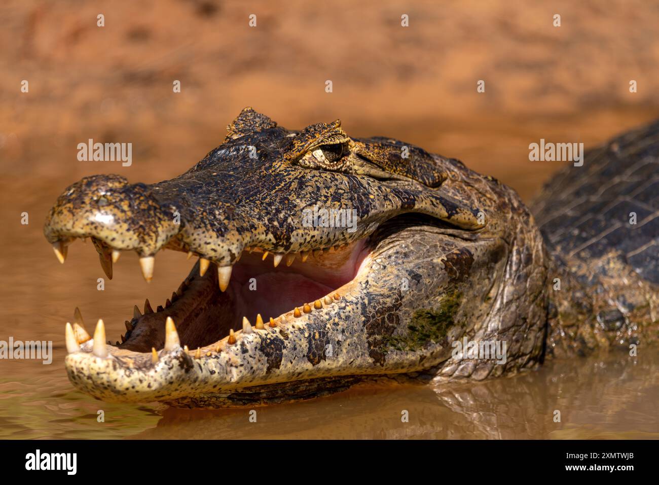 Alligatore che si crogiola al sole sulle rive del fiume Tres Irmãos, incontro del parco acquatico, Parque Encontro das Águas, Pantanal del Mato grosso, Brasile Foto Stock