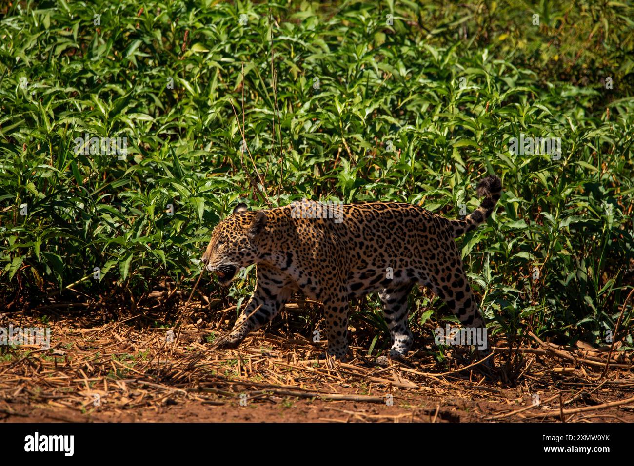 Jaguar sul fiume Tres Irmaos a Pantanal del Mato grosso, il posto migliore al mondo per vedere i grandi gatti, il più grande gatto sudamericano, il Brasile Foto Stock