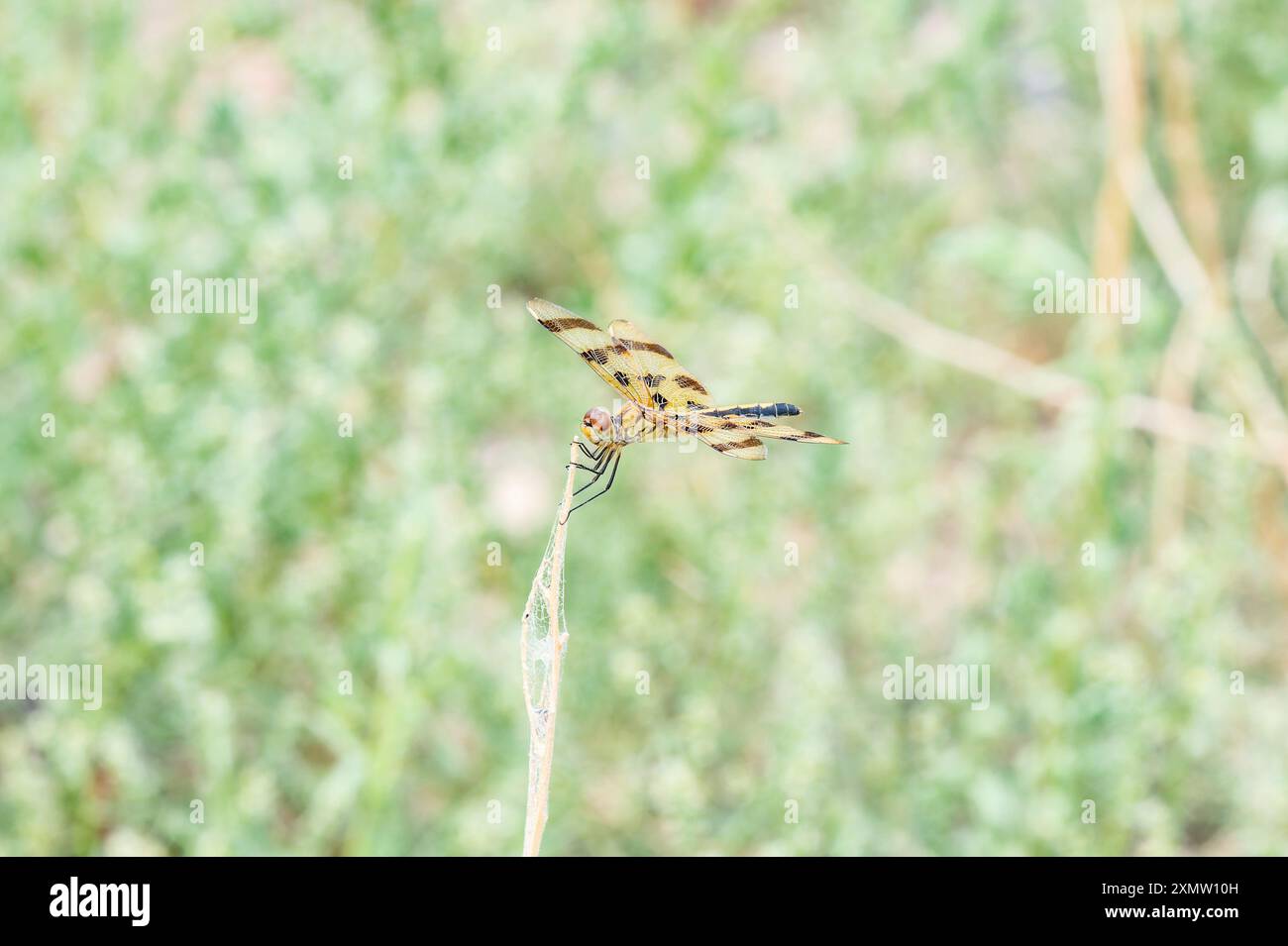 Un'impressionante dragonfly Pennant di Halloween si arrocca graziosamente su una sottile lama d'erba in Colorado. I suoi colori vivaci e gli intricati motivi alari stan Foto Stock