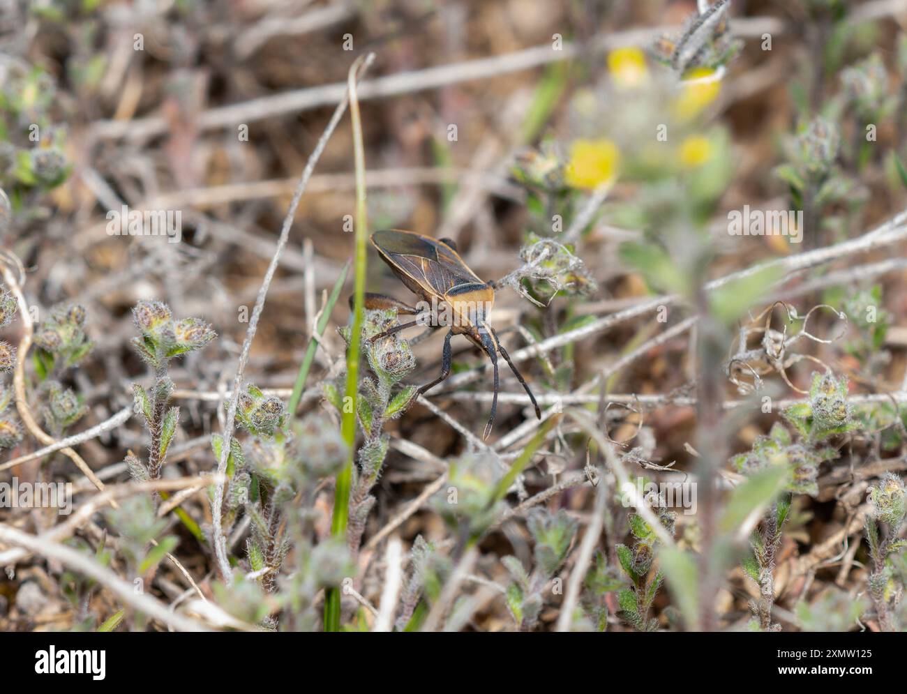 Una cimice a base di foglie appartenente al genere Chelinidea è osservata tra il fogliame nel paesaggio del Colorado. Foto Stock