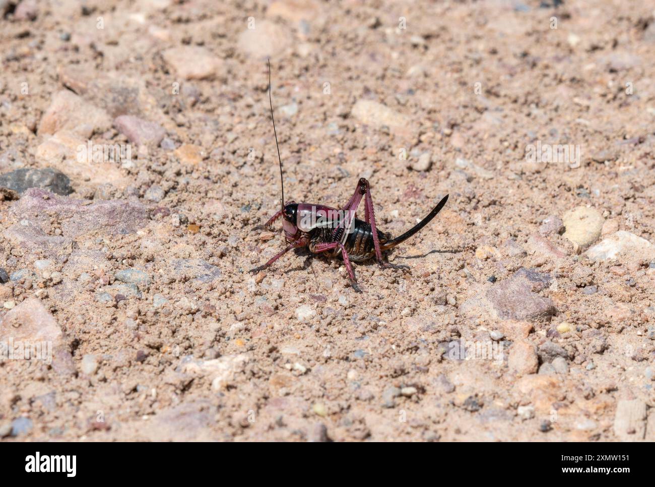 In Colorado; un cricket mormone (Anabrus simplex) può essere visto muoversi attraverso il suolo secco; roccioso; mostrando il suo colore distintivo e le sue lunghe antenne. Foto Stock