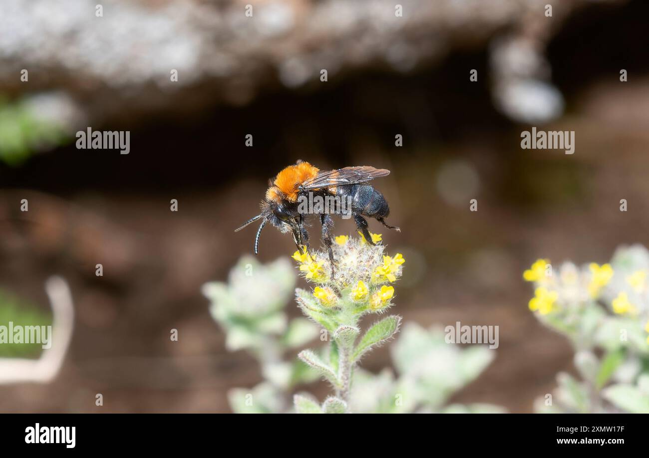 Un'ape lutto del genere Melecta colorado raccoglie diligentemente il polline dai vibranti fiori selvatici gialli nel pittoresco paesaggio del Colorado. Foto Stock