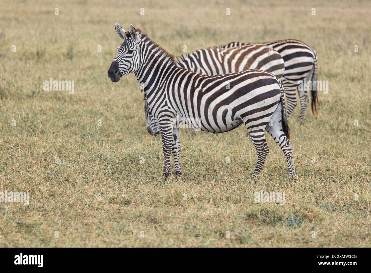 Zebre nella Ngorongoro Conservation area, Tanzania, Africa Foto Stock