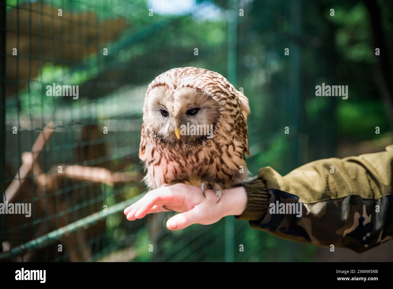 Persona che tiene sotto braccio il gufo di Urale (Strix uralensis) per assistere alla giornata mondiale degli animali Foto Stock
