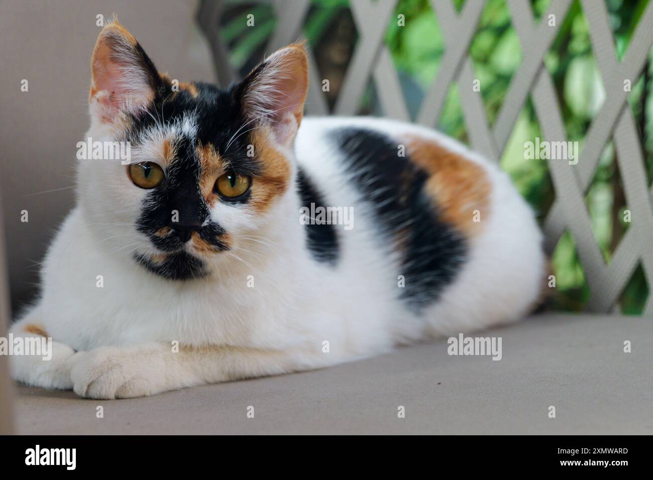 Carino gatto calico disteso su un divano esterno nel cortile. Gatti con macchie o motivi gialli e neri su un divano esterno Foto Stock