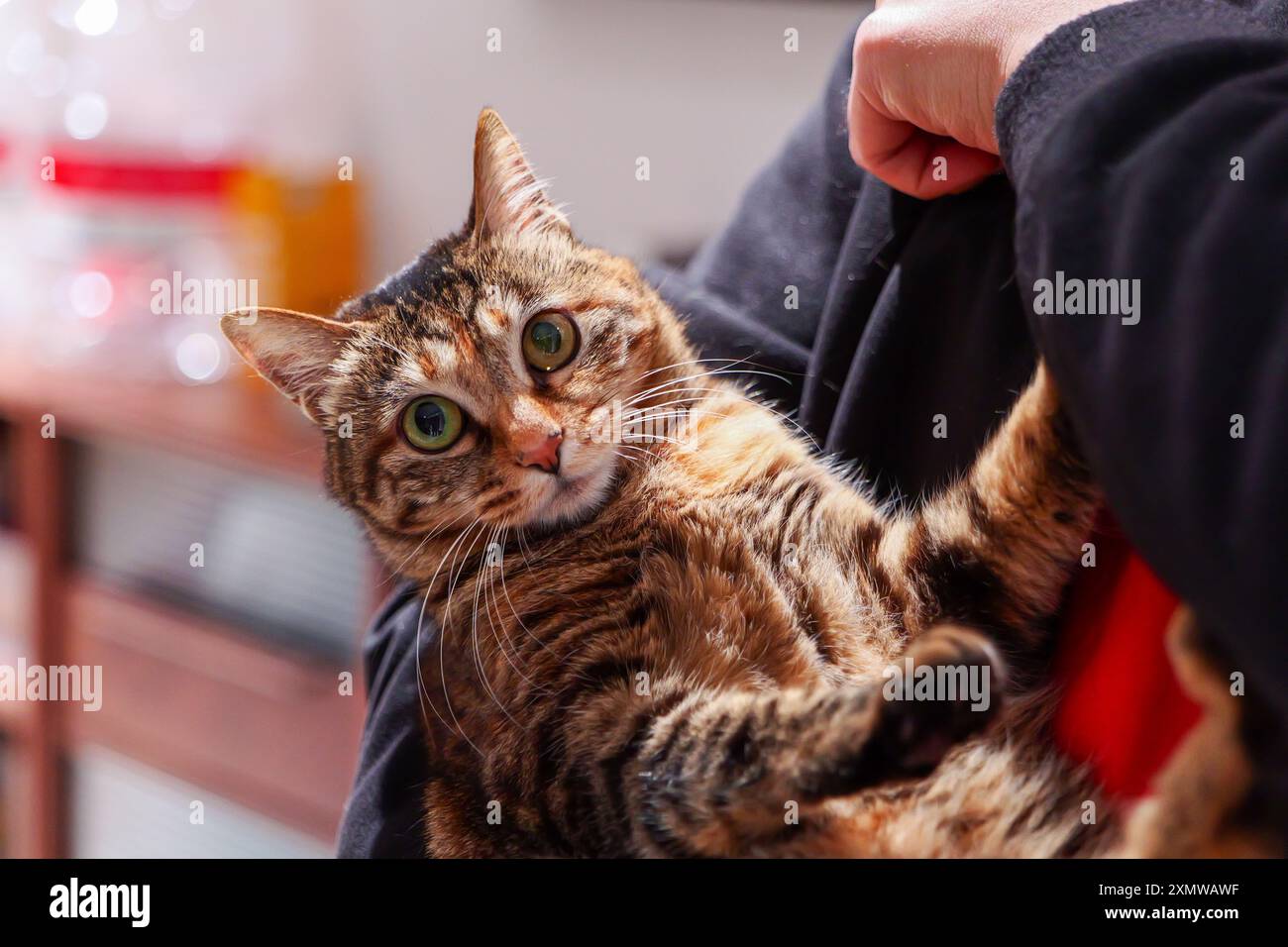 simpatico e soffice gatto da tabby tenuto tra le braccia del nuovo proprietario Foto Stock