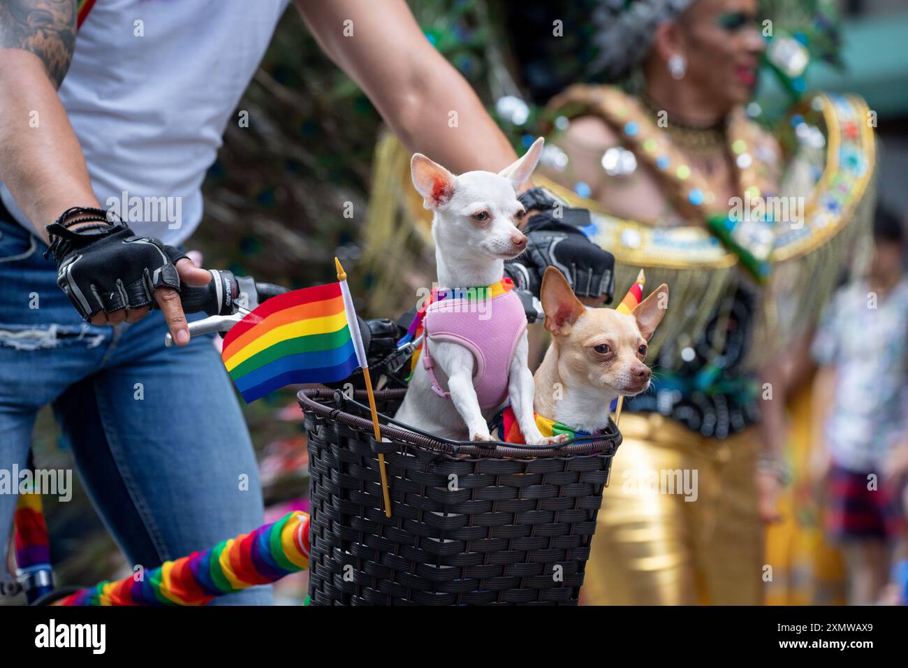 Due chihuahuas partecipano alla Toronto Pride Parade facendo un giro in un cestino di bici. Foto Stock