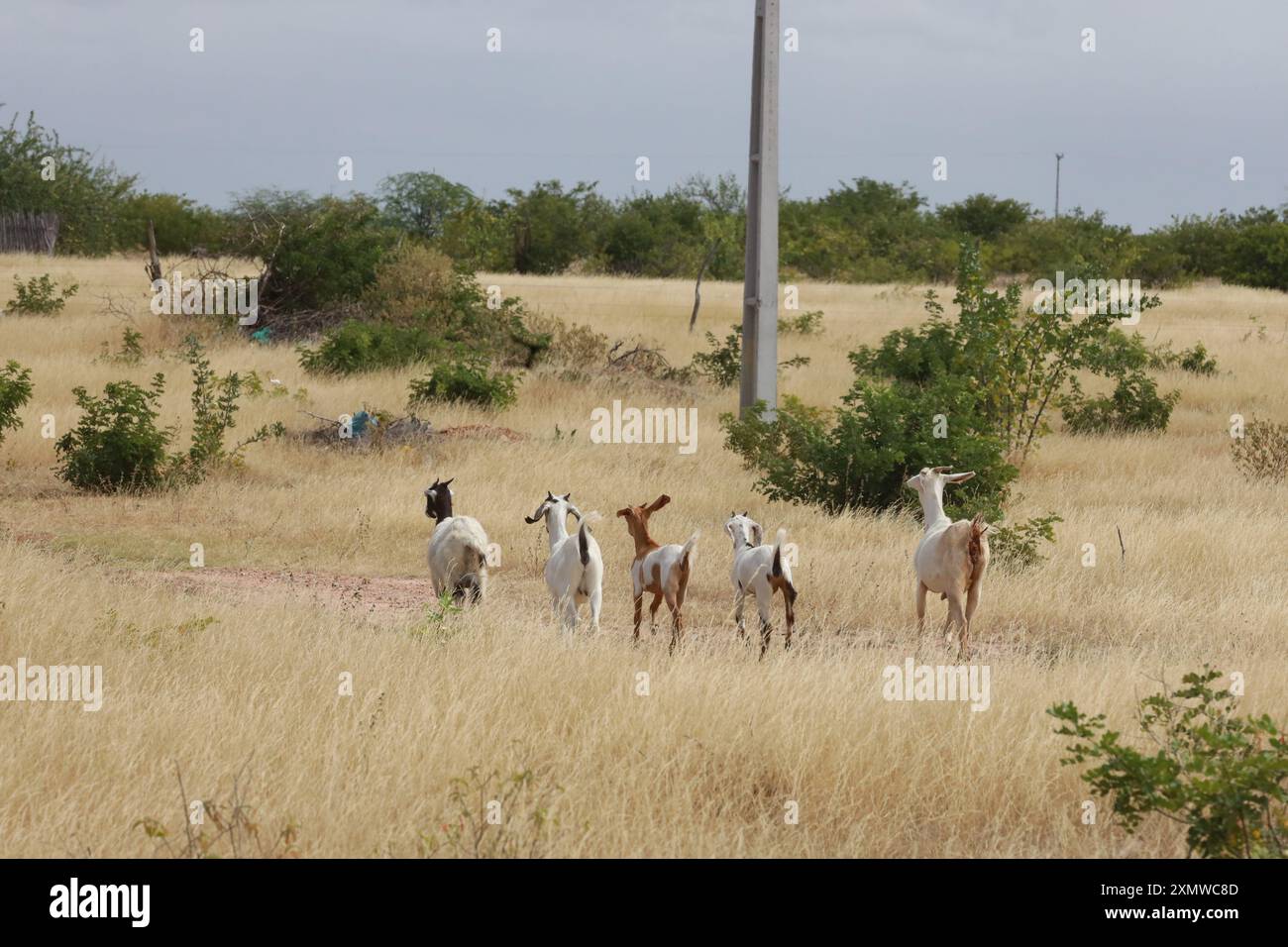Rodelas, bahia, brasile - 15 giugno 2024: Allevamento di capre nella zona rurale ​​the della città di Rodelas. Foto Stock