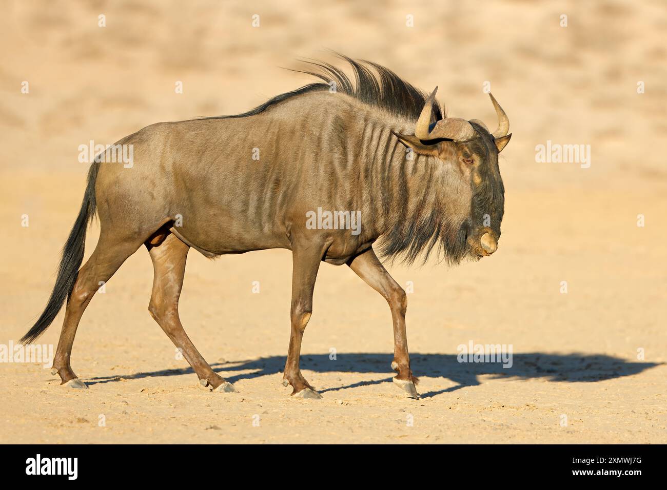 GNU blu (Connochaetes taurinus) a piedi, deserto del Kalahari, Sudafrica Foto Stock
