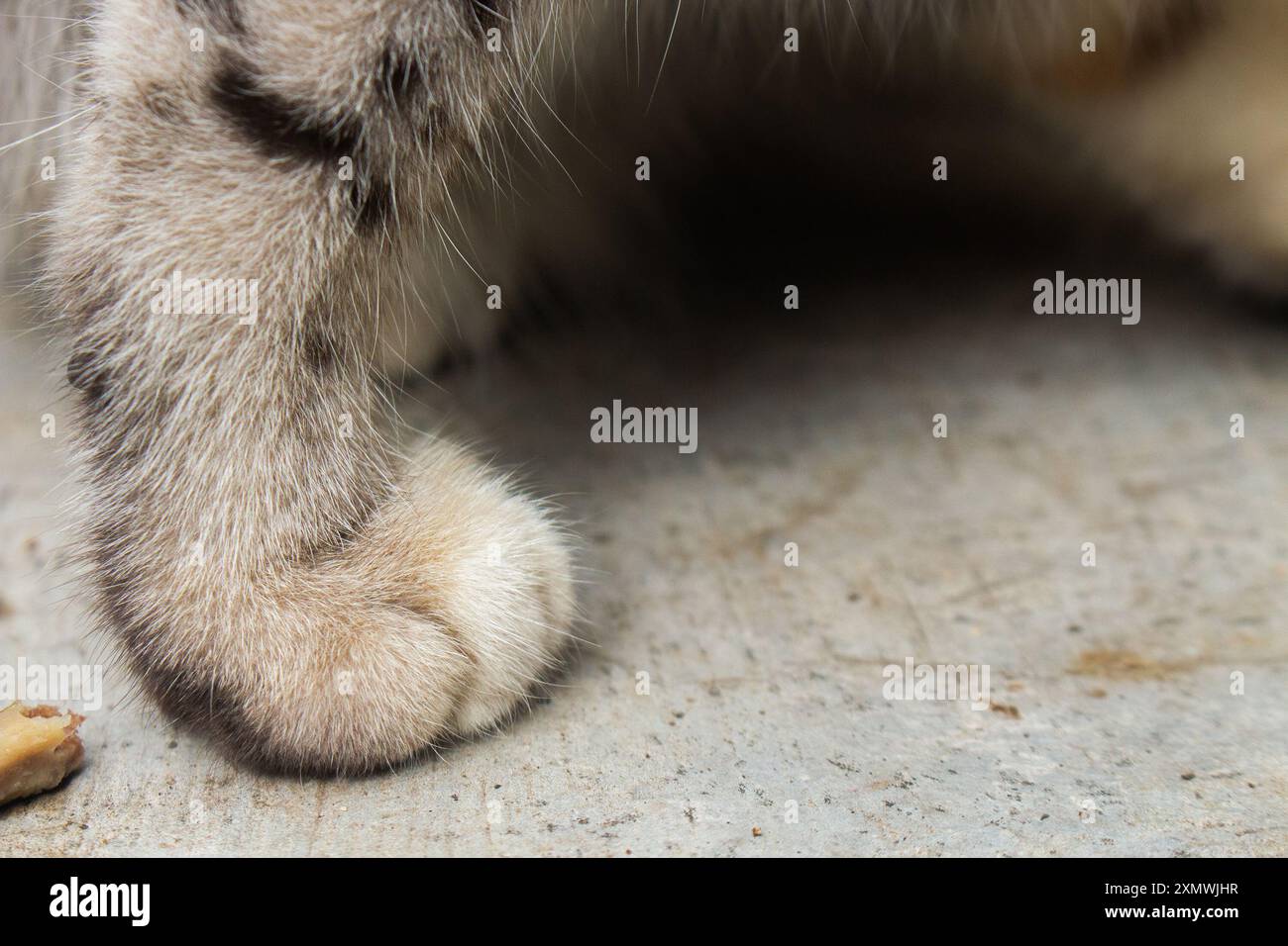 Scatto dettagliato che cattura la pelliccia morbida e i cuscinetti delle zampe di un gatto su uno sfondo testurizzato Foto Stock