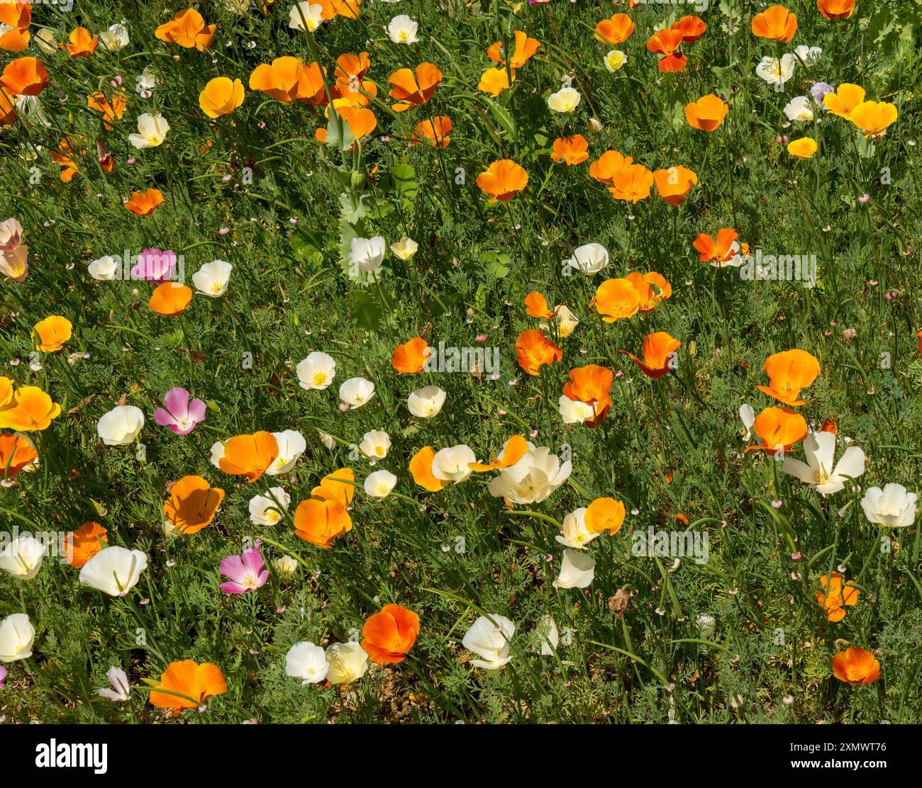 Colorata esposizione di fiori di papavero misti arancioni, gialli, bianchi e rosa a giugno, Easton Walled Gardens, Grantham, Inghilterra, Regno Unito Foto Stock