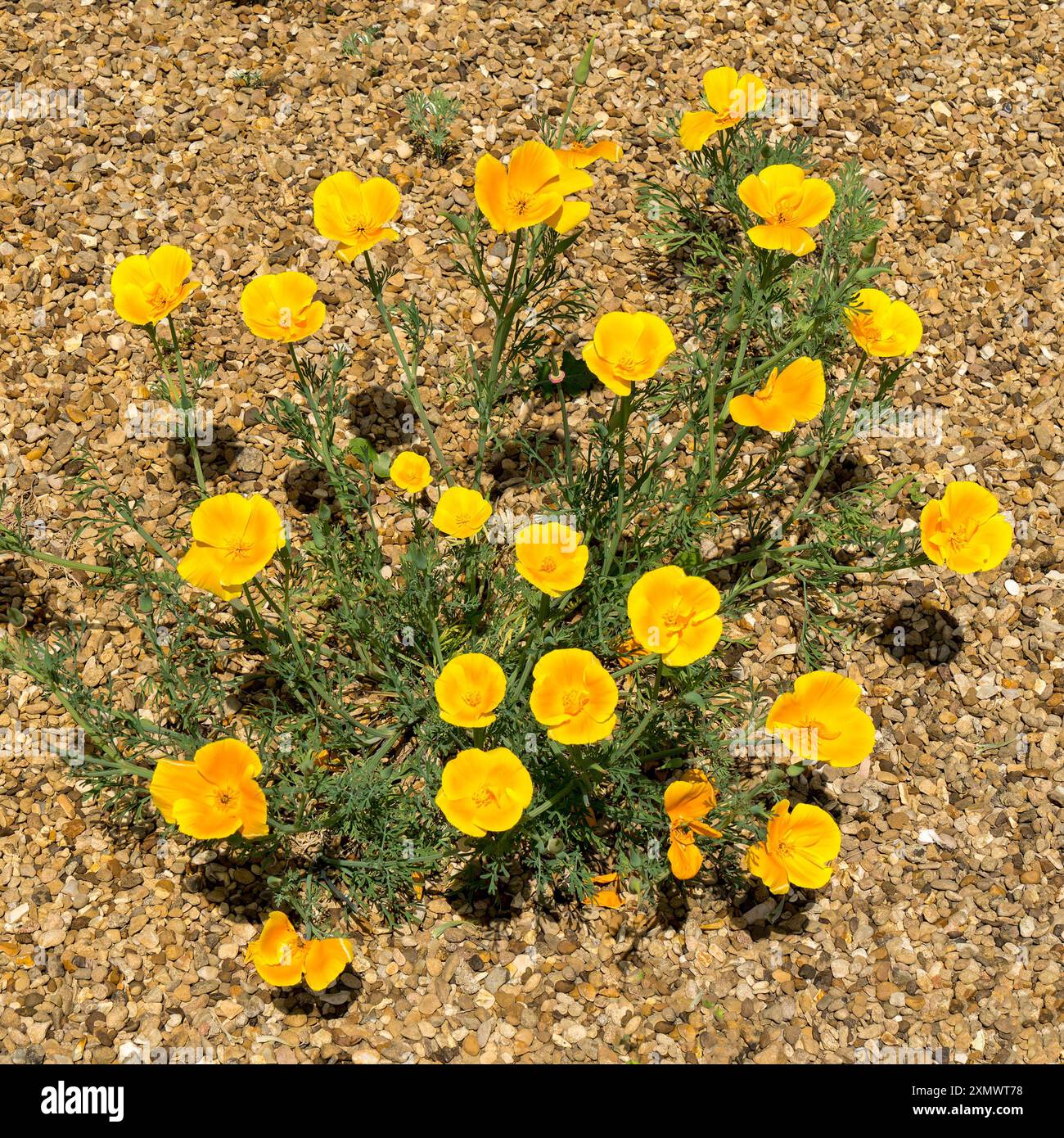 Fiori di papavero giallo brillante del deserto che crescono in un letto di ghiaia a giugno, Easton Walled Gardens, Grantham, Inghilterra, Regno Unito Foto Stock