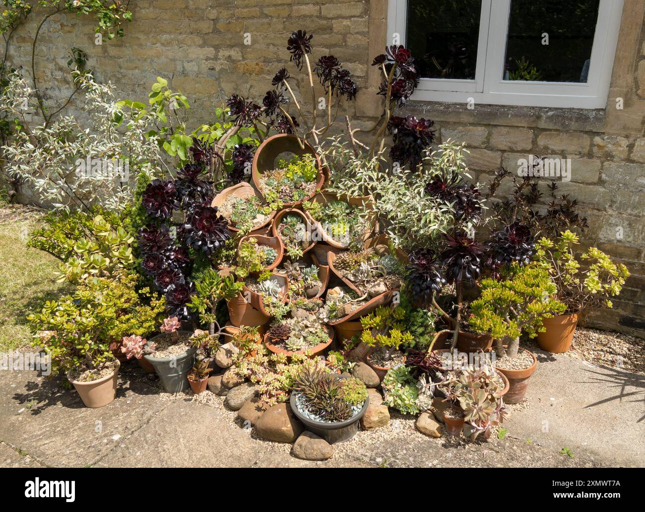 Bellissimo "giardino di roccia" con piante succulente (eonium, sedumi, houseleeks) create utilizzando vasi di terracotta rotti, Easton Walled Gardens. Foto Stock