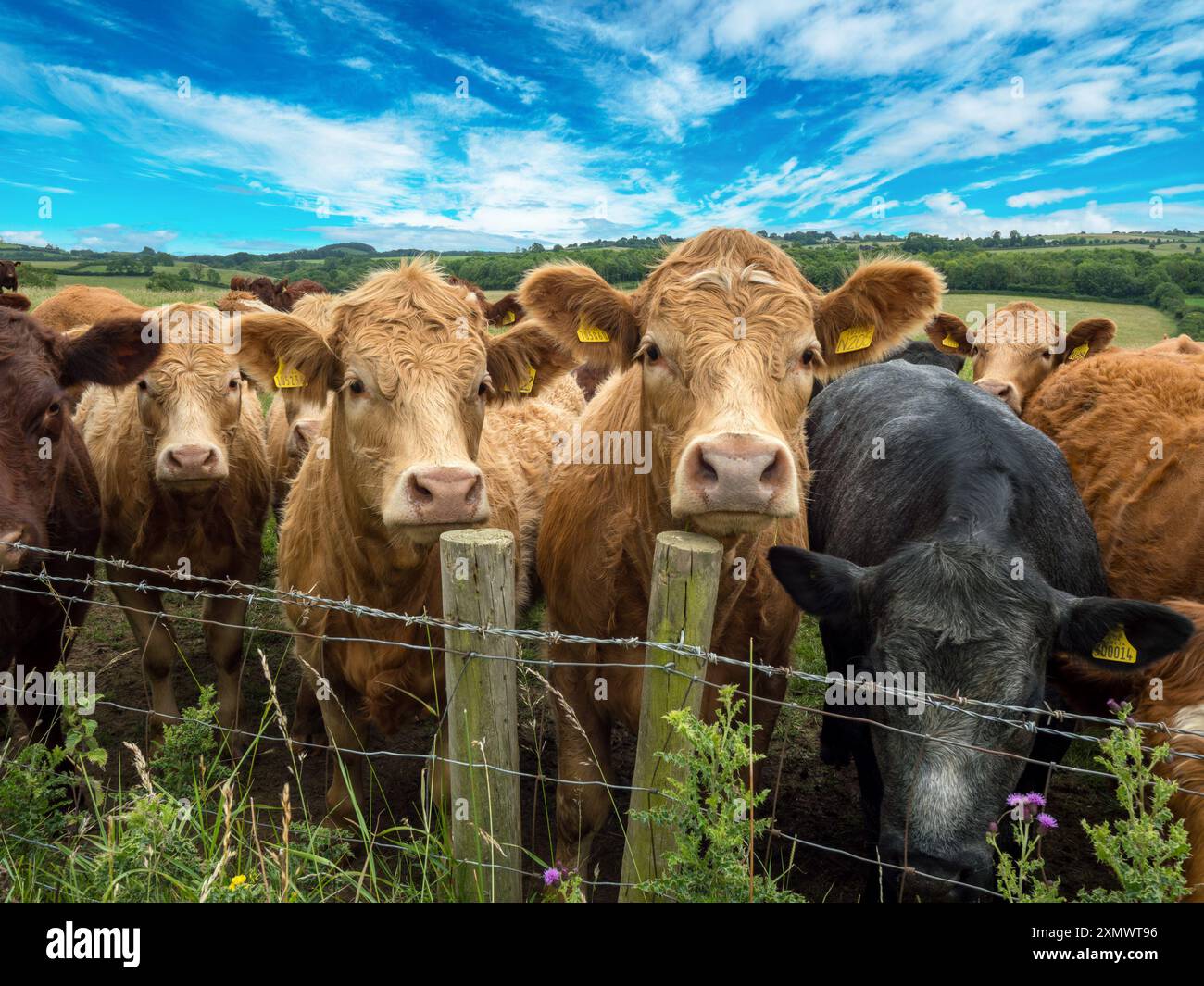 Un gruppo di giovani, adolescenti e curiosi bulli si sono affollati in un campo che guarda sopra la recinzione di filo spinato verso la telecamera, Leicestershire, Inghilterra, Regno Unito Foto Stock