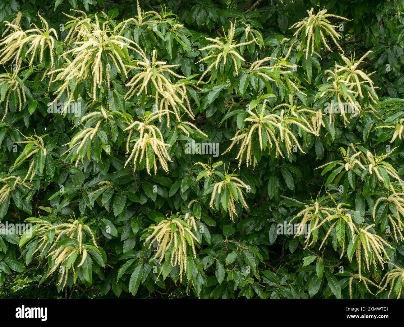 Primo piano di fiori di zucca (Castanea sativa) in fiore in estate (luglio), Bradgate Park Leicestershire, Inghilterra, Regno Unito Foto Stock