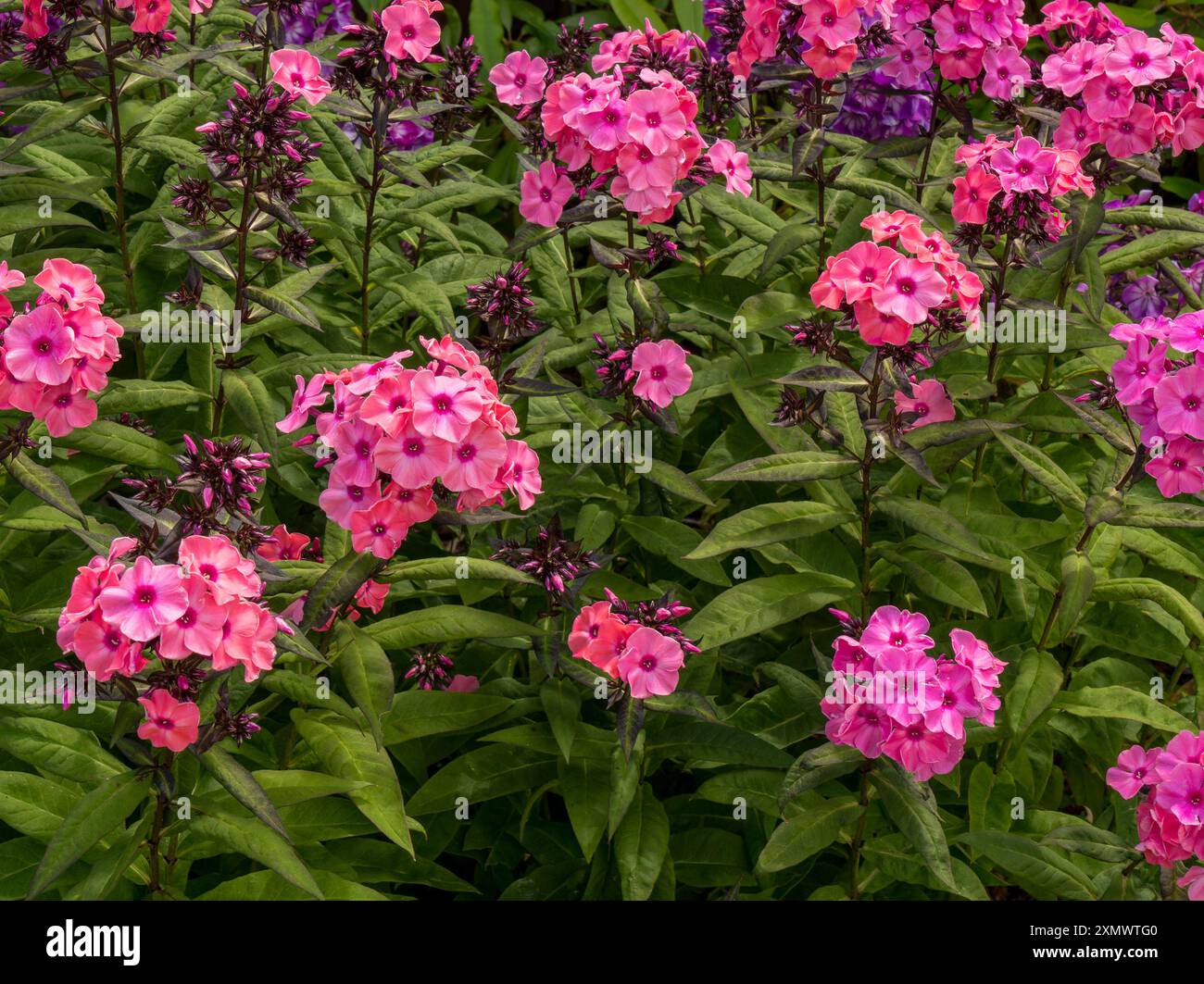 Pretty rosa intenso Phlox Paniculata fiori in crescita nel giardino inglese a luglio, Leicestershire, Inghilterra, Regno Unito Foto Stock