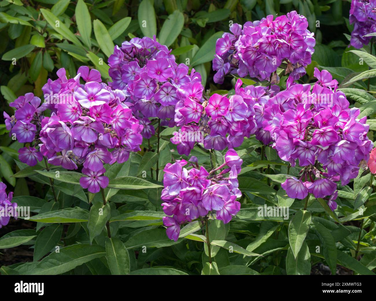 Pretty rosa / viola Phlox Paniculata fiori in crescita nel giardino inglese a luglio, Leicestershire, Inghilterra, Regno Unito Foto Stock
