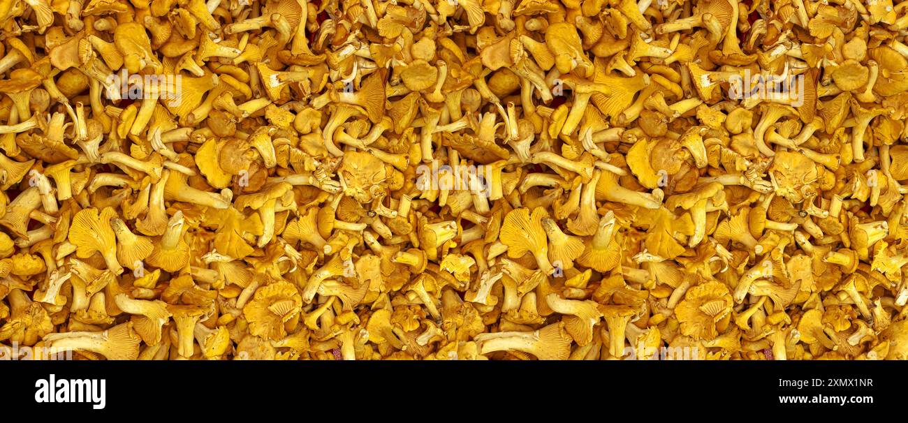 Chanterelles, immagine gastronomica dello sfondo panoramico dei funghi Foto Stock