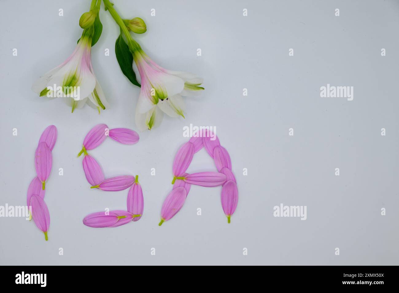 ISA, i S A , in petali rosa con due fiori conto di risparmio individuale, investimento, nuovo esercizio finanziario, risparmi esentasse Foto Stock