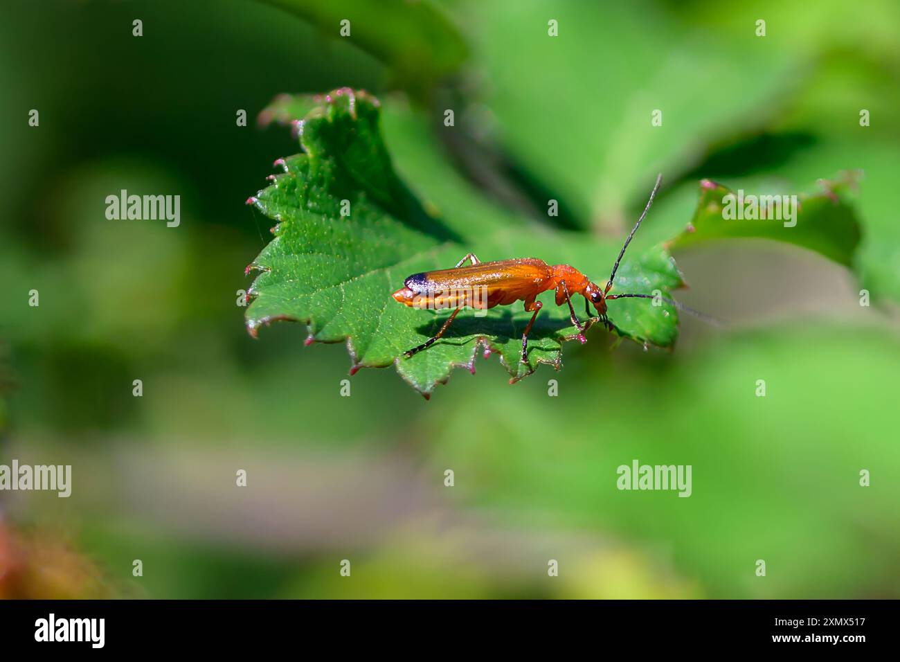 Coleottero rosso comune, Rhagonycha fulva su una foglia Foto Stock