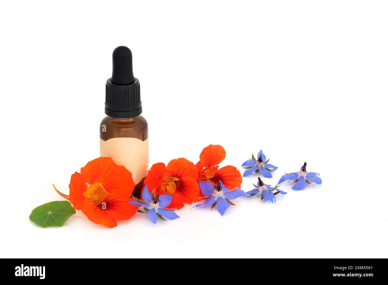 Borragine e nasturtium erbe aromatiche erbe aromatiche erbe medicinali con bottiglia di olio essenziale marrone su bianco. Utilizzato in vari rimedi medicinali . Foto Stock