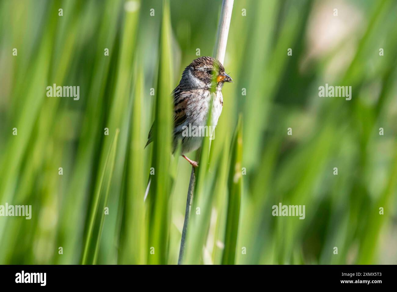 Reed Bunting Emberiza schoeniclus su Bull si precipita a raccogliere cibo per i pulcini lungo il fiume Nene, Northampton, Inghilterra, Regno Unito. Foto Stock