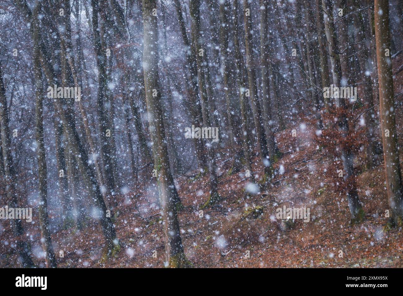 Una mattina d'inverno eravamo ansiosi di aspettare che fosse innevata. Ed è successo davvero. È stata la neve più bella che abbia mai visto. Foto Stock