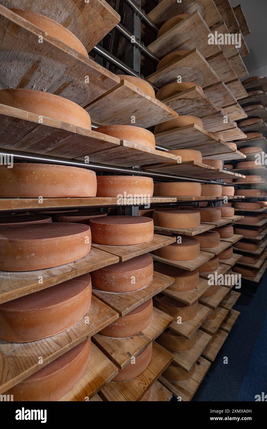 File di forme di formaggio invecchiano su scaffali di legno in un caseificio Foto Stock