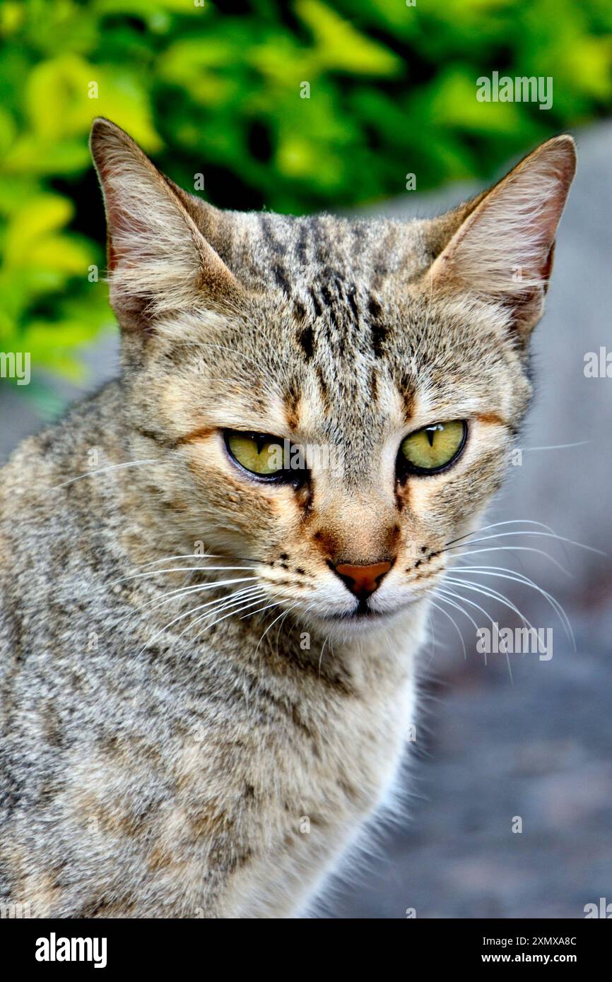 Un gatto seduto sul muro di confine di Yamai devi Mandir, Aundh, vicino a Satara, Maharashtra, India Foto Stock