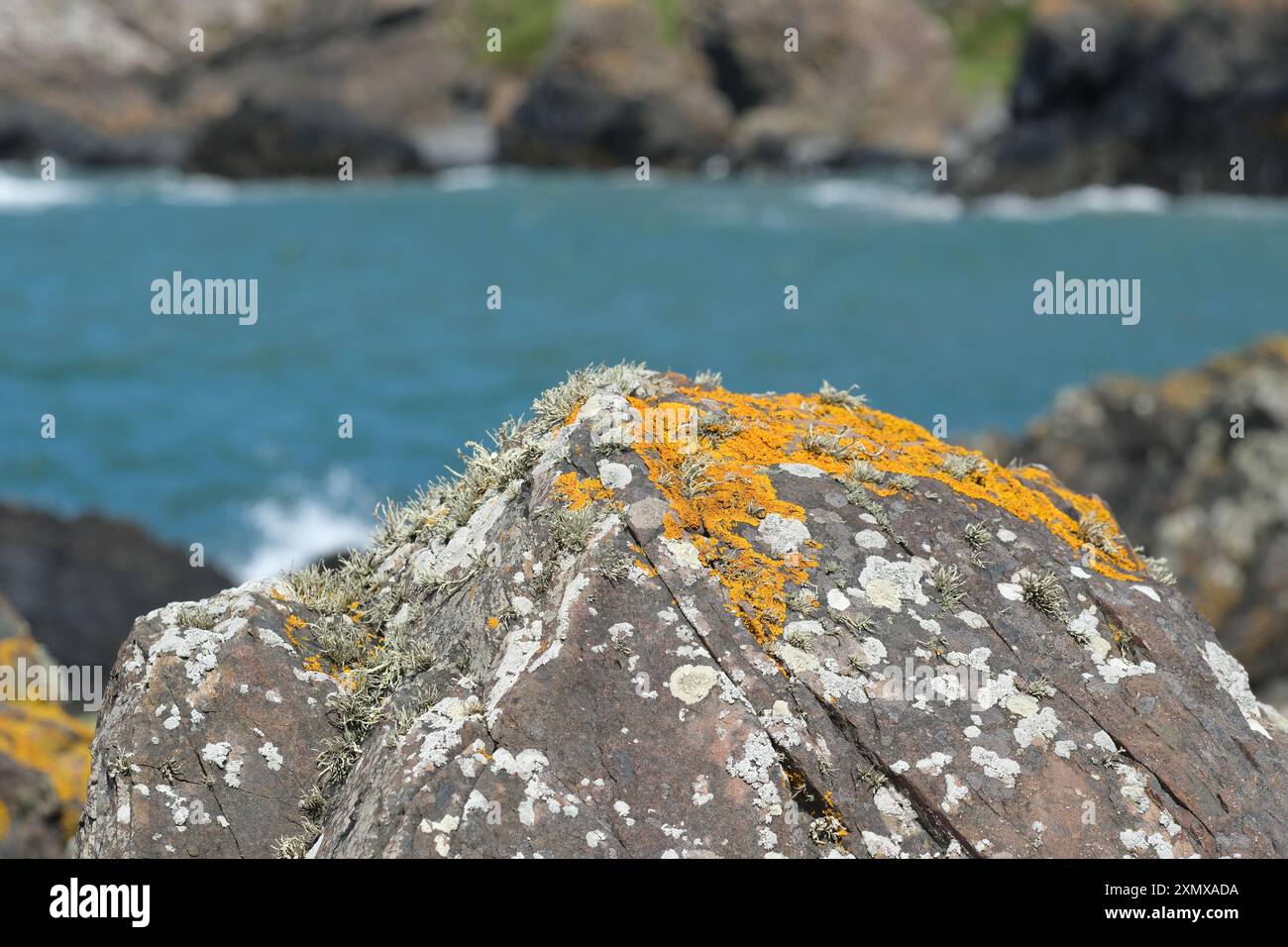 Licheni sulle rocce accanto al mare sulla riva di Killantringan Bay vicino a Portpatrick sulla costa di Galloway Wigtownshire Scozia nel luglio 2024 Foto Stock